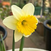 ネメシア,イベリスブライダルブーケ,アイスフォーリス,大カップ咲きすいせん・アイスフォーリス,小さな庭の画像