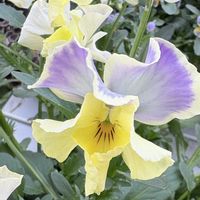 ネメシア,パンジー　マシュリマダム,横浜セレクション,横浜セレクションチェルシーピンク,愛しの紫の画像