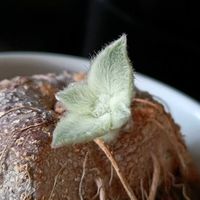 断崖の女王,シンニンギア・レウコトリカ,多肉植物,観葉植物,塊根植物の画像