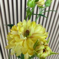 ギボウシ（ホスタ）,ラナンキュラスラックス アポロンの画像