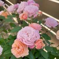 ミニバラ,ミニバラ　カーナハニーゴールド,可愛い〜♡,お花は癒しの画像