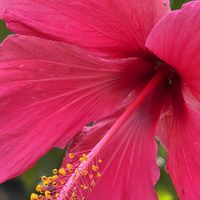 ハイビスカス,iPhone17の画像