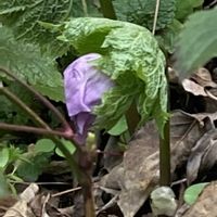 シラネアオイ,山野草,花のある暮らし,庭の宿根草,花木と宿根草の庭の画像