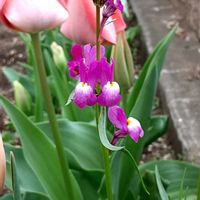 チューリップ,ムラサキハナナ,リナリア,ボーダー花壇の画像