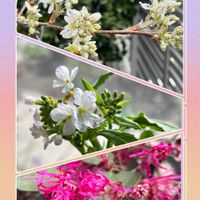 ジューンベリー,大根,ベニバナトキワマンサク,小さな庭,玄関アプローチの画像