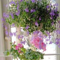 ストレプトカーパス,ゼラニウム,ストレプトカーパス・サクソルム,花のある暮らし,イワタバコ科の画像