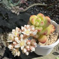 no green no life,多肉のある暮らし,多肉花芽,多肉女子,京都タニラーの画像