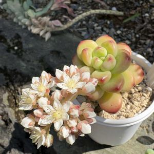 no green no life,多肉のある暮らし,多肉花芽,多肉女子,京都タニラーの画像