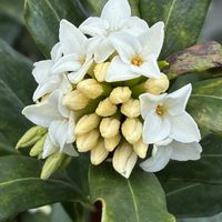 ジンチョウゲ,公園,花壇,ガーデニング,いい香りの画像