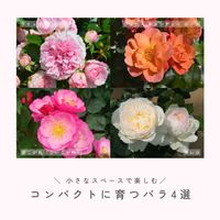 バラ,バラ,ボレロ,四季咲き中輪系,京成バラ園芸の画像