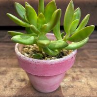 セダム,銘月,多肉植物,リメイク鉢の画像