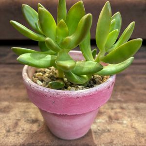 セダム,銘月,多肉植物,リメイク鉢の画像