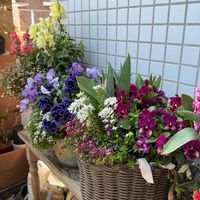 イベリス,ムスカリ,ユキヤナギ,パンジー,ビオラの画像