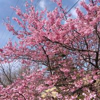 キンカン,キンカン,菜の花,癒し…♡,お花のある暮らしの画像