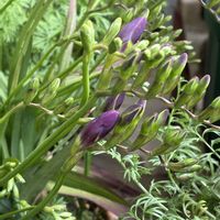 フリージア,フリージア♪の画像