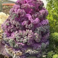 クンシラン,葉牡丹,もりもり,花のある暮らし,かわゆいの画像