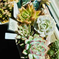 エーデルワイス,多肉植物,エケベリア属,窓際,癒しのひと時の画像