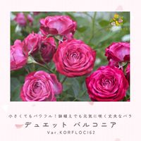 バラ,耐寒性あり,デュエット バルコニア,バラ　デュエット バルコニア,赤いバラの画像