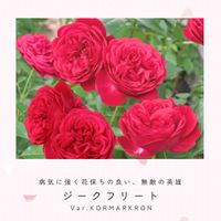 バラ,耐寒性あり,ジークフリート,バラ　ジークフリート,赤いバラの画像