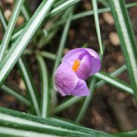 クロッカス,青い花マニア,チーム・ブルー,チーム・ブルーNo.009,癒しの薄紫の画像