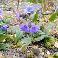 プルモナリア,プルモナリア　ブルーエンサイン,庭の画像