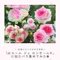 バラ,ピンクのバラ,クシェル,ホリデー アイランド ピオニー,アダージョの画像