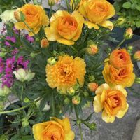 クリスマスローズ,ラナンキュラスラックス,ボン・ザ・マーガレット,ガーデニング,ビタミンカラーの画像