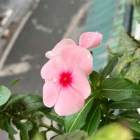 ニチニチソウの画像