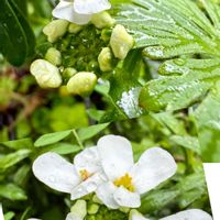 イベリス,花壇,白い花,アブラナ科,花咲く乙女たち♡の画像