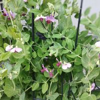 絹さや,赤花ツルあり絹サヤえんどう,家庭菜園,庭の画像