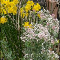 ライスフラワー,キズイセン(黄水仙/ニオイズイセン<匂い水仙> ),ガーデニング,花のある暮らし,小さな庭の画像