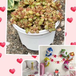 エケベリア　ビックバン,多肉植物のある暮らし,紅葉多肉,繋がりに感謝✨,多肉植物は癒し(๑˃̵ᴗ˂̵)♡の画像