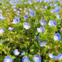 ハナニラ,オオイヌノフグリ,ネモフィラ,ワスレナグサ,イオノプシジウム（ヒメムラサキハナナ）の画像