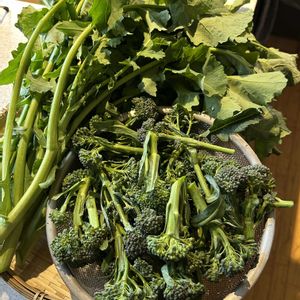 ブロッコリー,ノラボウ菜,収穫物,春野菜,市民農園の画像