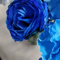 カーネーション,バラ あおい,今日も元気で,キュンキュン乙女倶楽部,薔薇愛同盟の画像