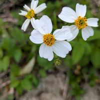 ヒスイカズラ,ペンタス,オオゴマダラ,ヒメショウジョウヤシ,オオバナセンダングサの画像