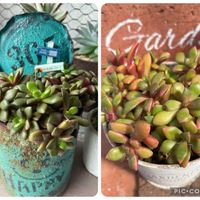 桜吹雪,ガーデニング,復活,多肉植物のある暮らし,毛糸アートの画像