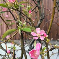 カリン,ラズベリーアイス,桃の花,つばき,職場の画像