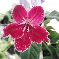 ストレプトカーパス,ストレプトカーパス,ストレプトカーパス種まきっ子,花のある暮らし,イワタバコ科の画像