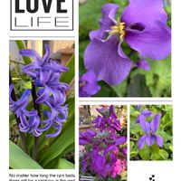 ストック,スミレ,ヒヤシンス,ハナダイコン,花大根 （はなだいこん） 諸葛菜（しょかっさい）紫花菜（むらさきはなな）大紫羅欄花（おおあらせいとう)の画像