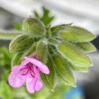 ローズゼラニウムの画像