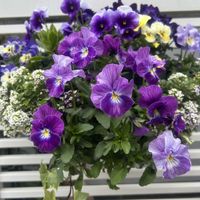 アリッサム,ヘデラ,花のある暮らし,パンビオ,ハンギング・バスケットの画像