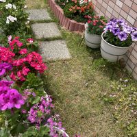 ガーデニング,マンション専用庭,庭の画像