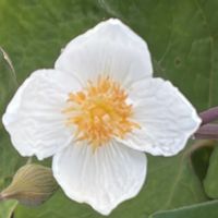 シラユキゲシの画像