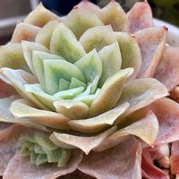 ゴーラム,ラズベリーアイス錦,チャールズローズ,ビア ホップ,ダーククリスタルの画像