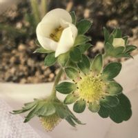 イチゴ,レモン,そら豆,スナップエンドウ,ブロッコリーの画像