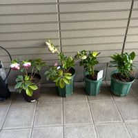 アジサイ,アジサイ,クリスマスローズ,クリスマスローズ,バラの画像