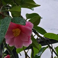 サザンカ,サザンカ,山茶花(さざんか）,椿,椿の画像