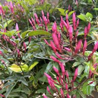 ハゴロモジャスミン,枝垂れ桜の画像