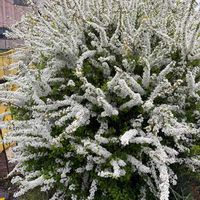 ユキヤナギの画像